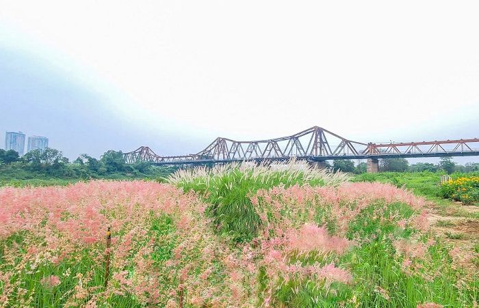 Bãi cỏ hồng Long Biên Hà Nội cách trung tâm thành phố 2km