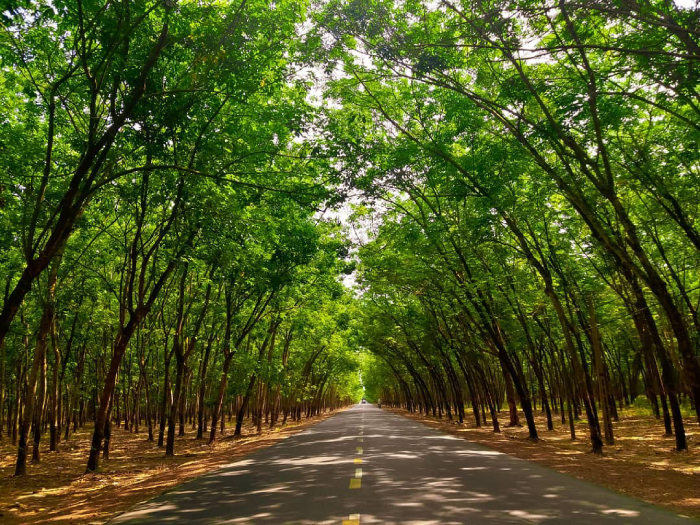 Các thành phố của Bình Dương đều sở hữu những điểm du lịch hấp dẫn