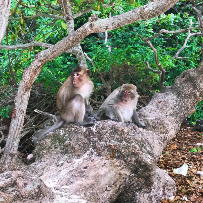 Vui chơi tại đảo Khỉ là 1 trải nghiệm thú vị