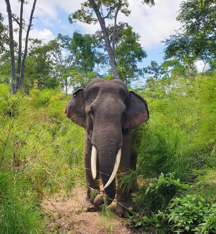 Yok Don là nơi bảo tồn nhiều động vật hoang dã