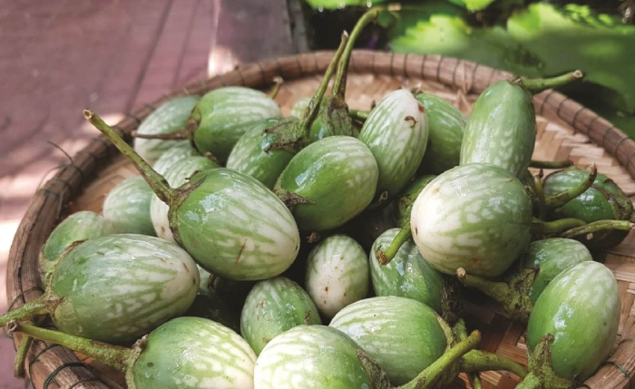 Cà đắng là nguyên liệu ăn kèm quen thuộc