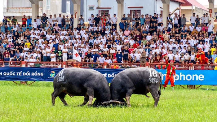 Hội chọi trâu là dịp lễ hội lớn nhất năm tại Đồ Sơn