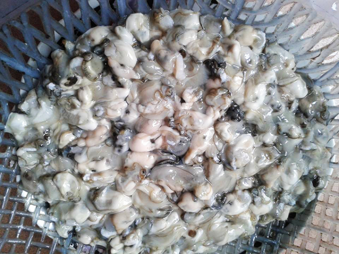 Con hà biển đặc sản Đồ Sơn