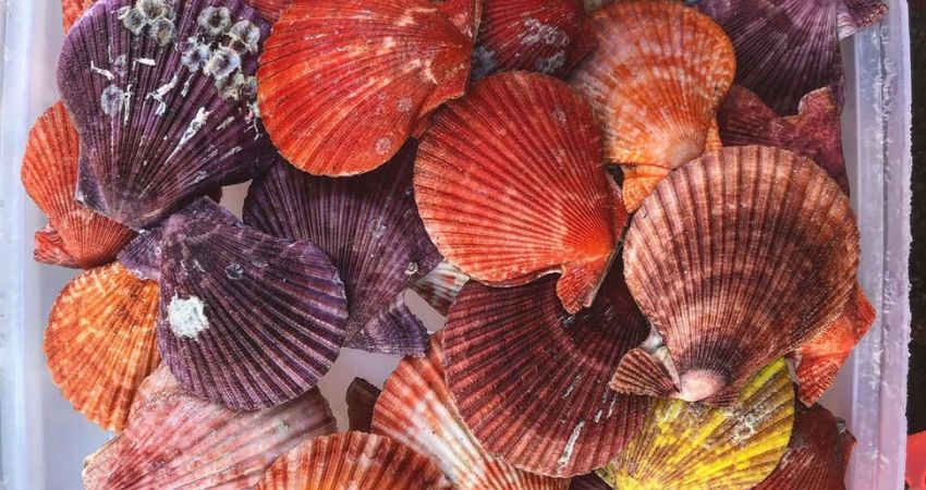 Các loại hải sản tươi sống tại Kota Kinabalu