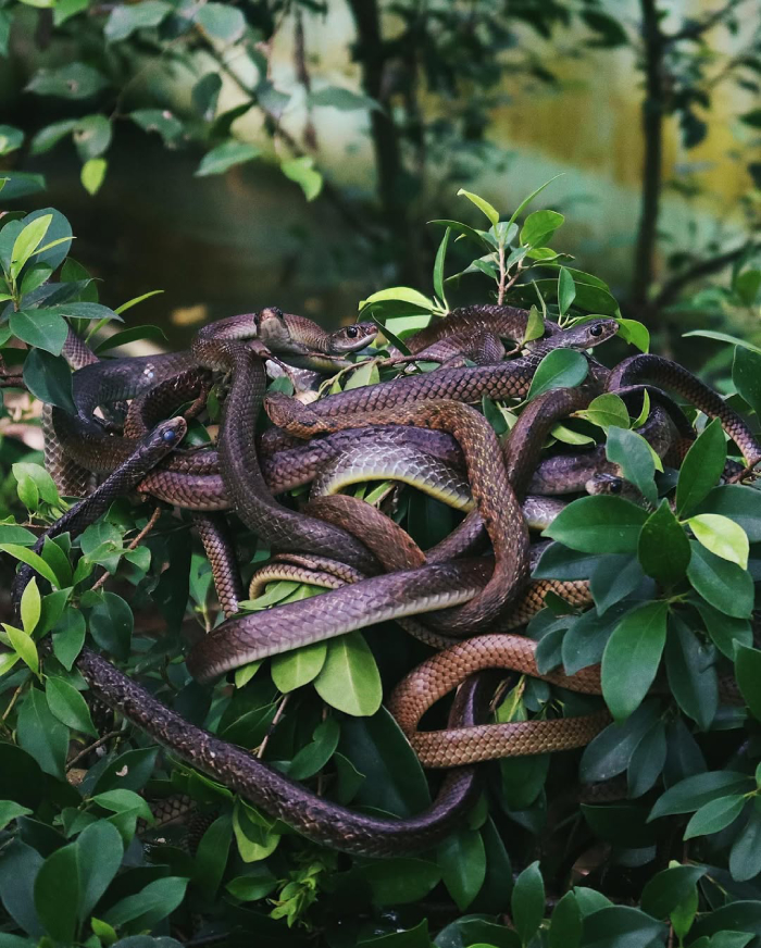 Trại rắn Đồng Tâm rất thú vị với những ai muốn tìm hiểu về loài rắn trong tự nhiên
