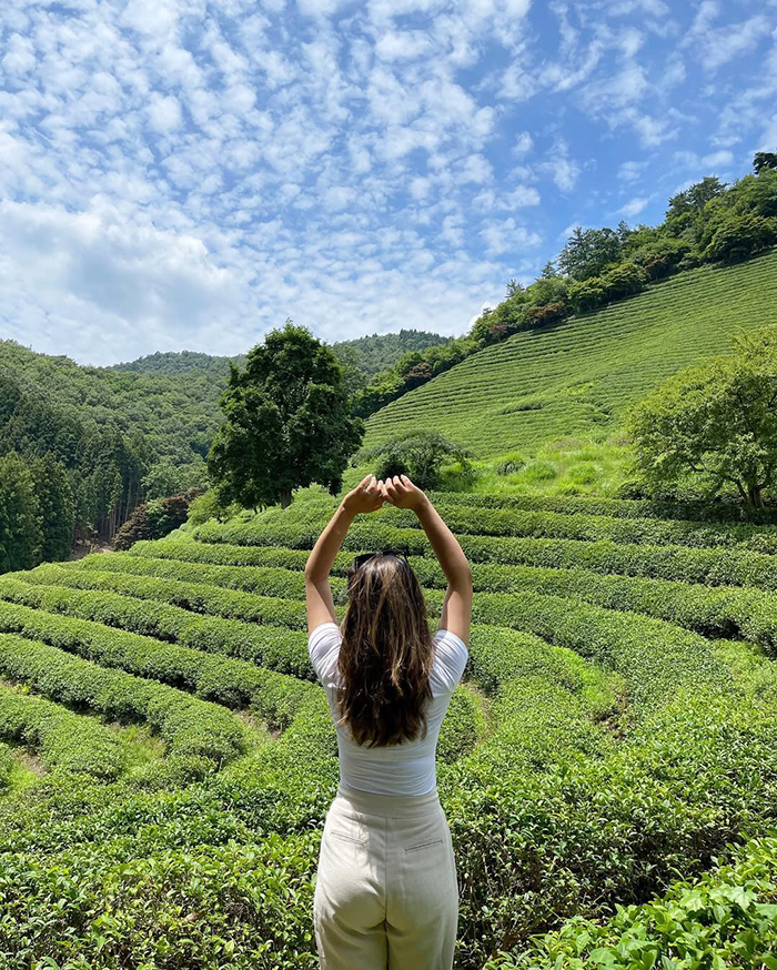 Trải nghiệm văn hóa trà truyền thống tại cánh đồng trà xanh Boseong hàn quốc