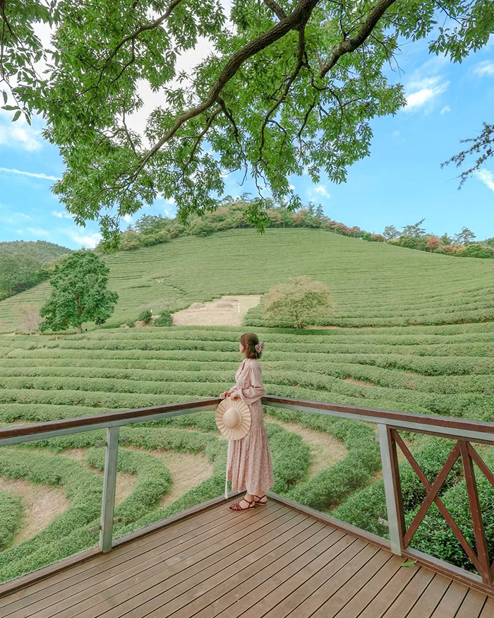 Hòa mình vào khung cảnh xanh mướt, thơ mộng như tranh vẽ tại cánh đồng trà xanh boseong hàn quốc
