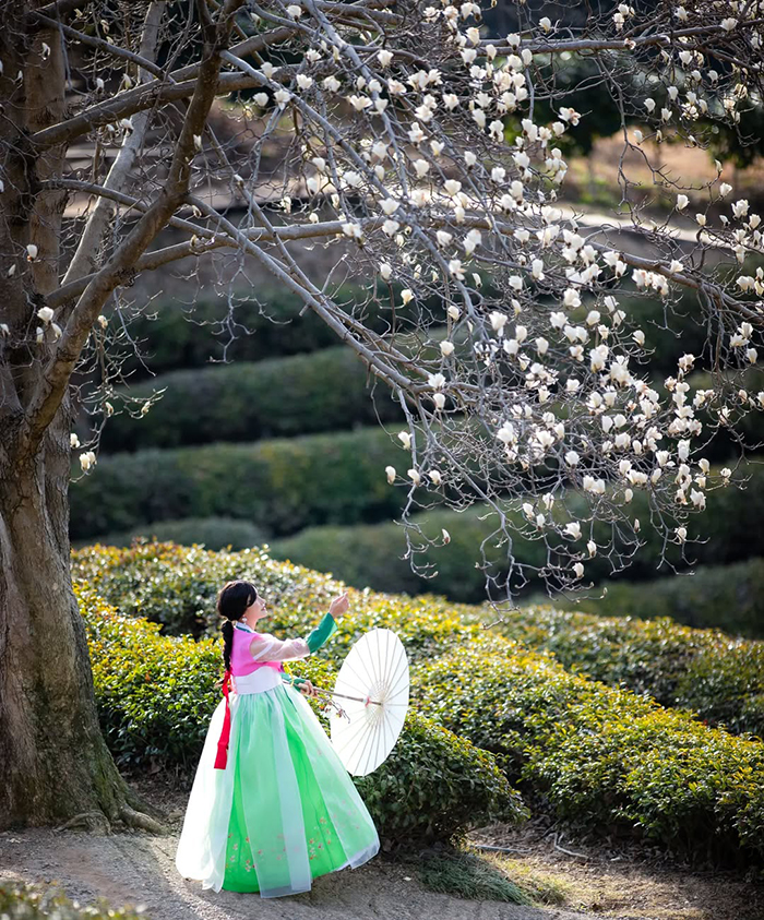 Cánh đồng trà xanh Boseong Hàn Quốc có gì thú vị?