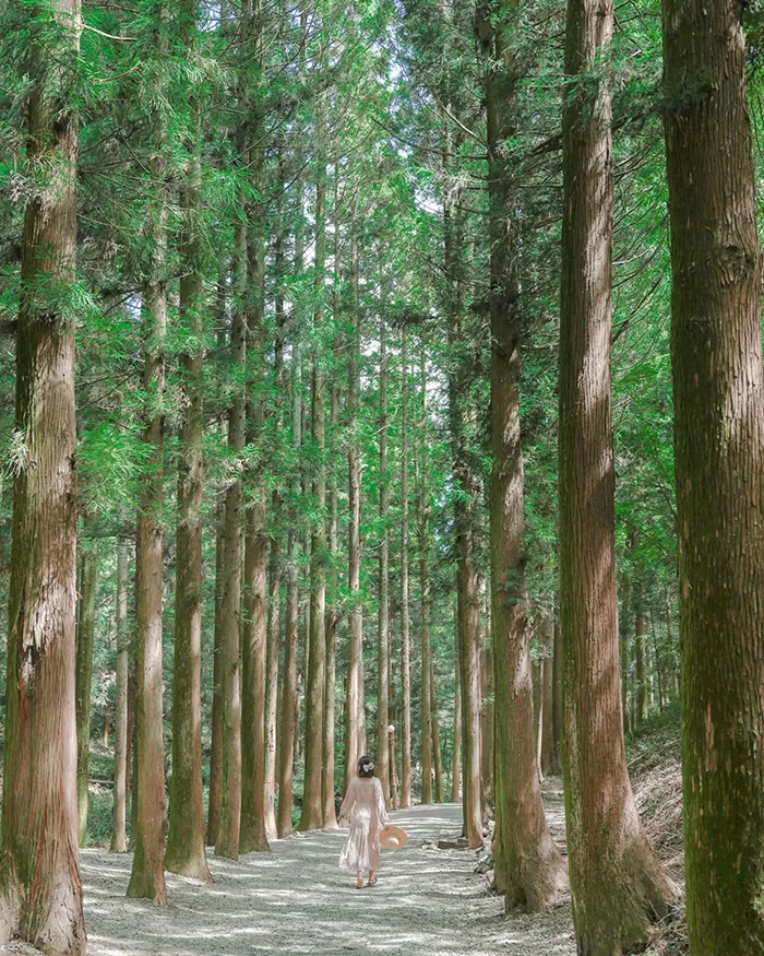 Khám phá thiên nhiên & những điểm lân cận tại cánh đồng trà xanh Boseong hàn quốc