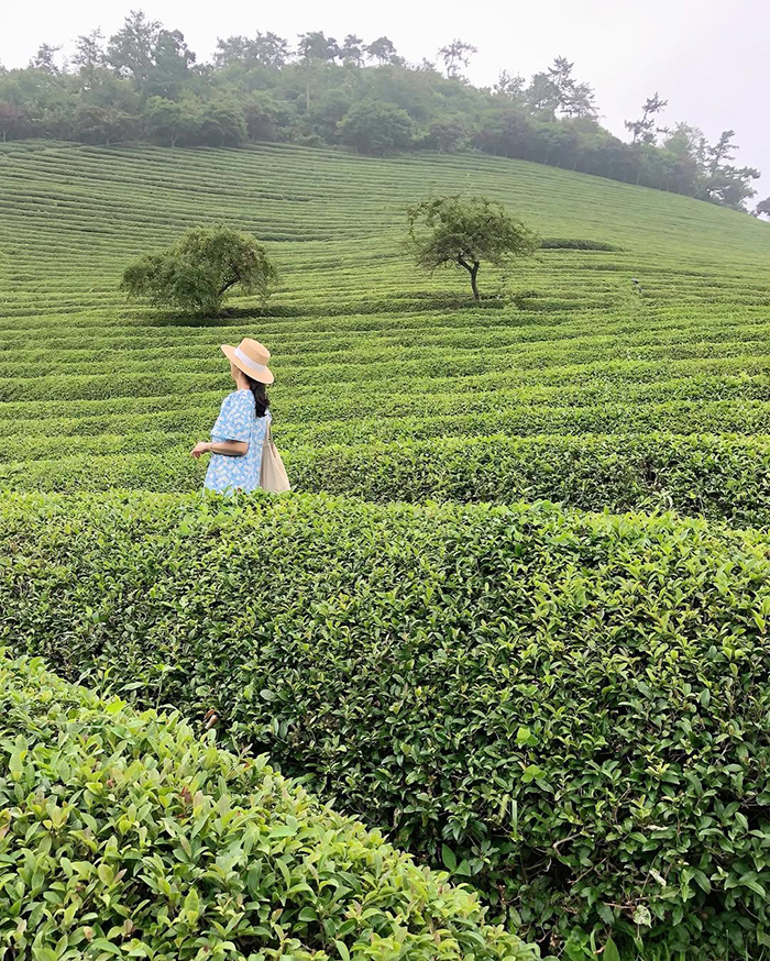 Tham gia các hoạt động hấp dẫn tại cánh đồngt rà xanh boseong hàn quốc