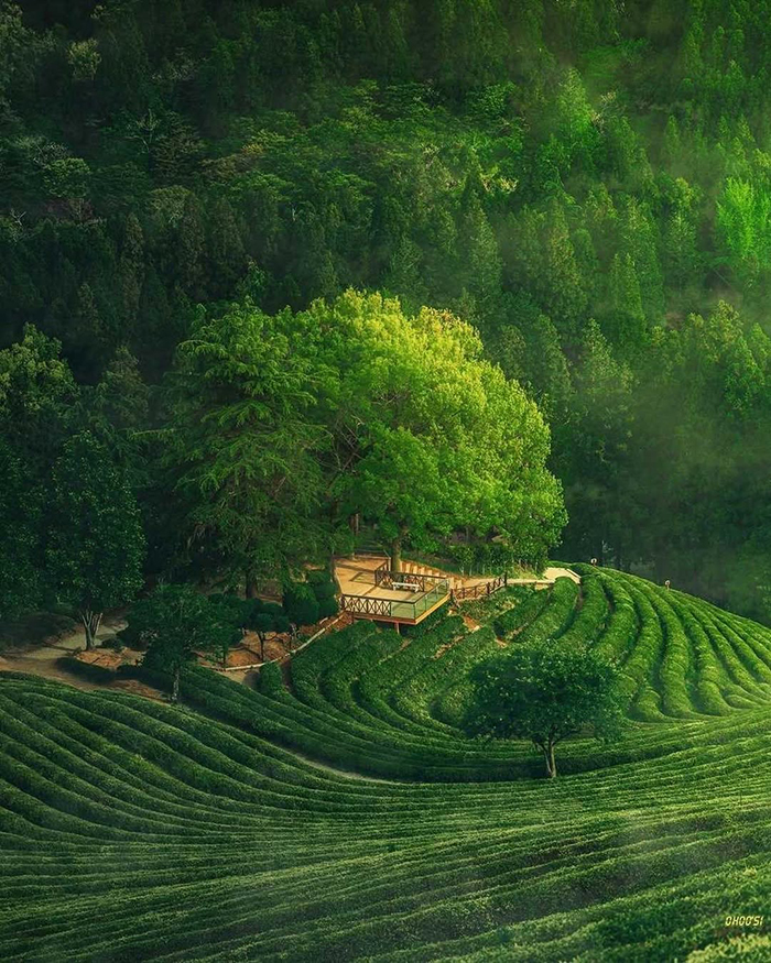 Tháng 4 - Tháng 5: Mùa xuân tươi mới, lễ hội trà xanh sôi động