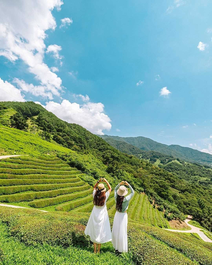 Điểm đặc biệt của cánh đồng trà xanh Boseong Hàn Quốc