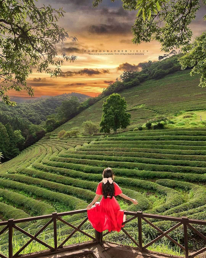 Cách di chuyển tới cánh đồng trà xanh Boseong Hàn Quốc