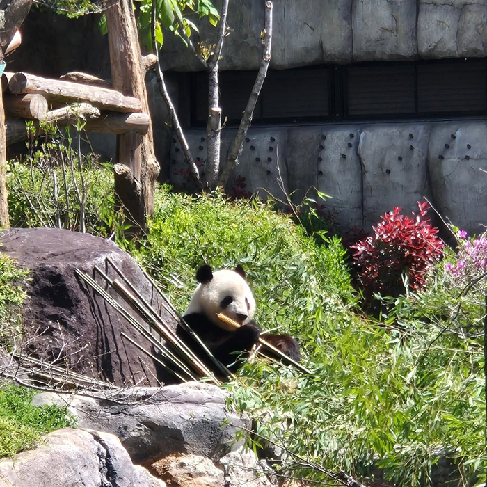 Vườn thú Ueno tại công viên Ueno Nhật Bản