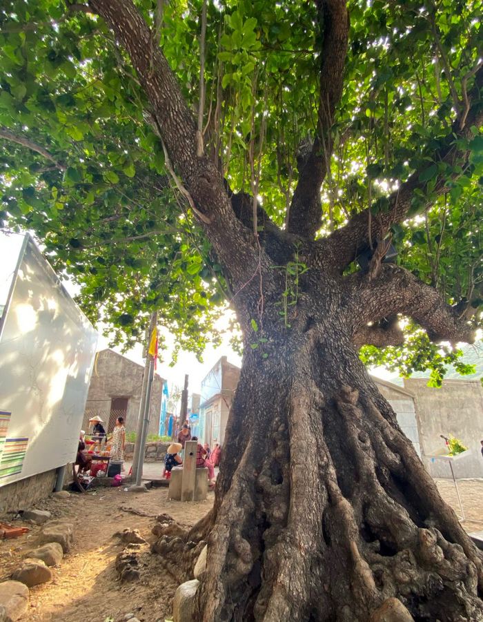 Du lịch đảo Bích Đầm Nha Trang