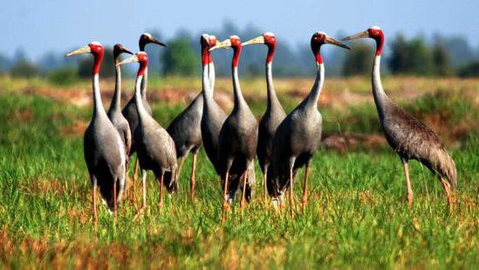 Khu du lịch sinh thái ở Đồng Tháp - Vườn Quốc gia Tràm Chim