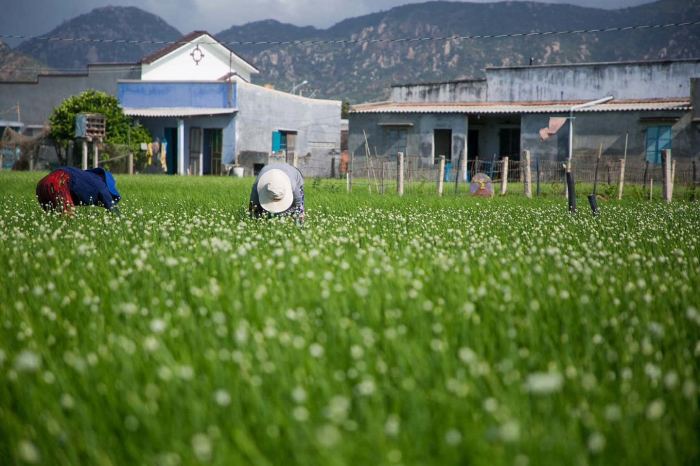 làng chài Mỹ Hiệp Ninh Thuận 