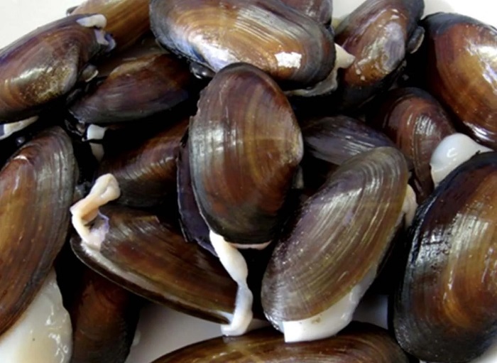 Phi cầu Sài Hậu Lộc Thanh Hoá là món ăn đã từng được dâng tiến vua và trở thành biểu tượng ẩm thực của xứ Thanh.