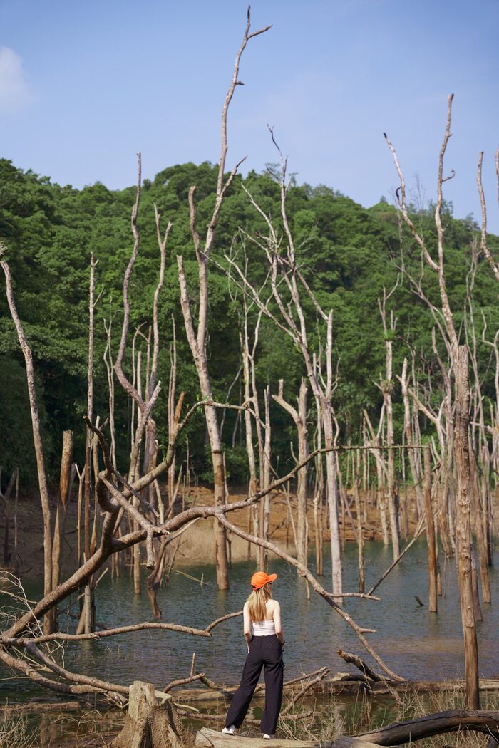 Rừng chết Măng Đen - Điểm đến du lịch độc lạ của Kon Tum