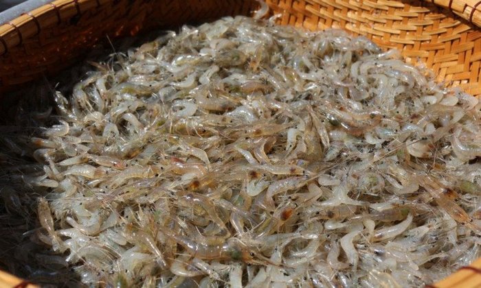 Nguyên liệu chính của món ăn là những con tép sống.