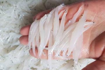 [Cập nhật] Cá ngần sông Đà Hòa Bình Phú Thọ – Đặc sản tinh khiết giữa lòng Tây Bắc