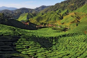 Cẩm nang du lịch Tanah Rata Malaysia: Hành trình khám phá cao nguyên Cameron đúng điệu