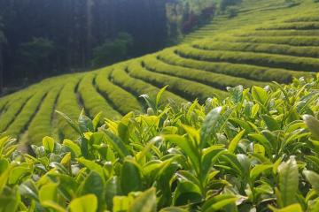 Check-in cánh đồng trà xanh Boseong Hàn Quốc - Góc sống ảo không thể bỏ qua