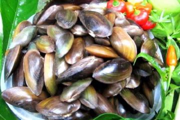 Phi cầu Sài Thanh Hoá – Tinh hoa bổ dưỡng tiến vua