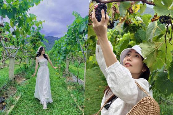 Vườn nho thung lũng Nam Yên địa điểm chill thú vị ở ngoại ô Đà Nẵng 