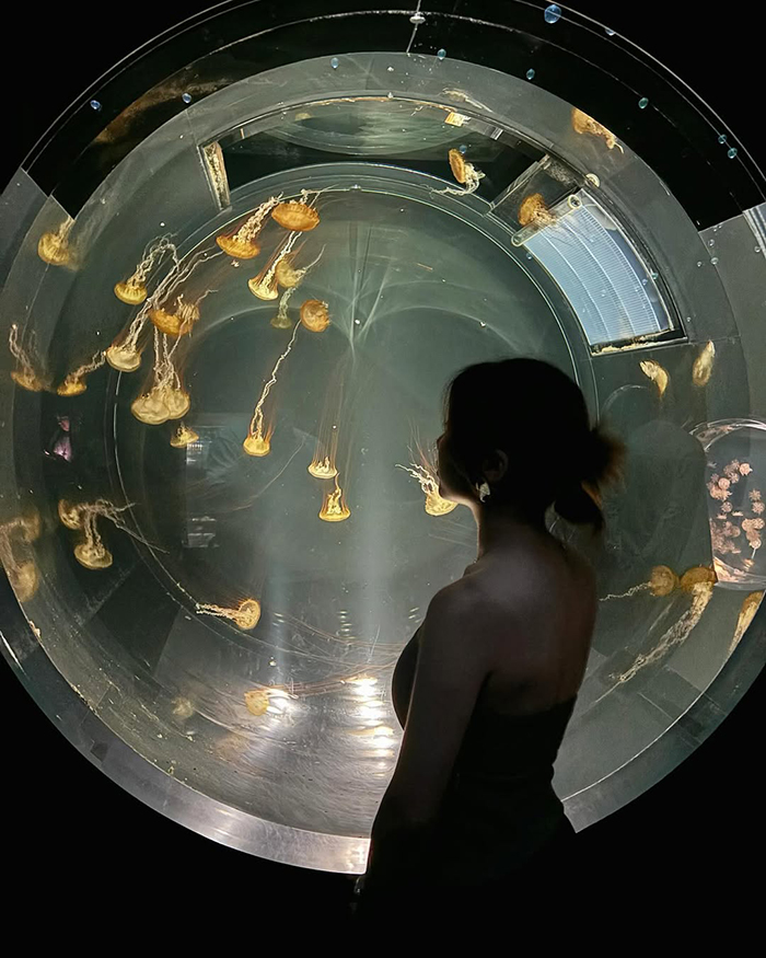 Thủy cung Osaka Kaiyukan Nhật Bản có gì thú vị?