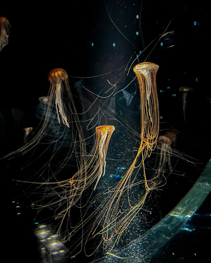 Aqua Gate - Cánh cổng mở ra hành trình đại dương tại Kaiyukan