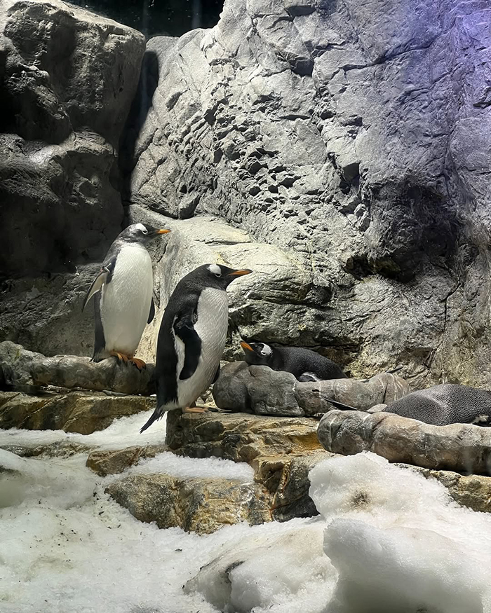 Rất nhiều du khách đến thủy cung Osaka Kaiyukan Nhật Bản