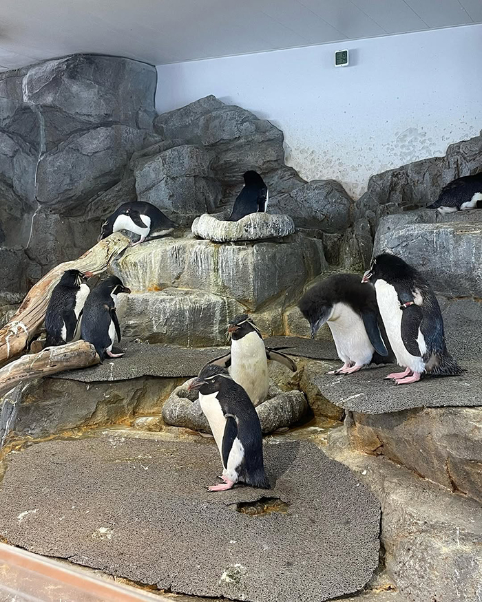 Cách di chuyển tới thủy cung Osaka Kaiyukan Nhật Bản