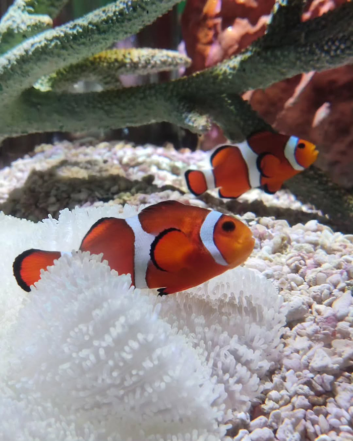 Du lịch thủy cung Osaka Kaiyukan Nhật Bản vào chiều tối