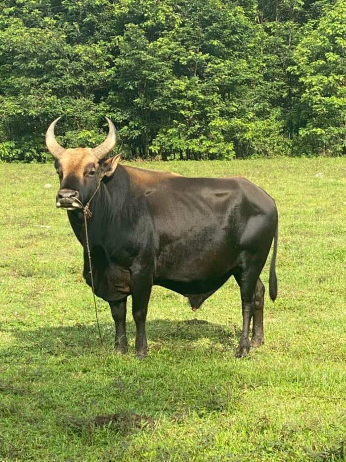 bò tót VQG Phước Bình Ninh Thuận 