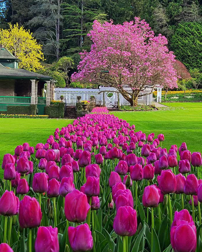 Di chuyển từ các khu vực khác trên Đảo Vancouver tới vườn hoa Butchart Canada