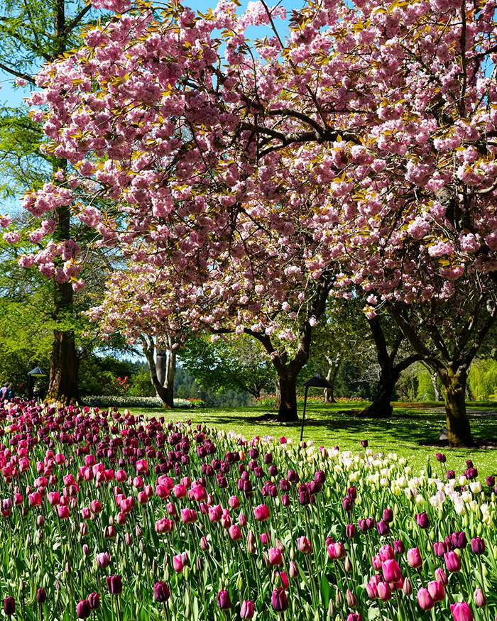 Cách di chuyển tới vườn hoa Butchart Canada