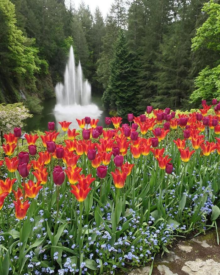 Đôi nét về vườn hoa Butchart Canada