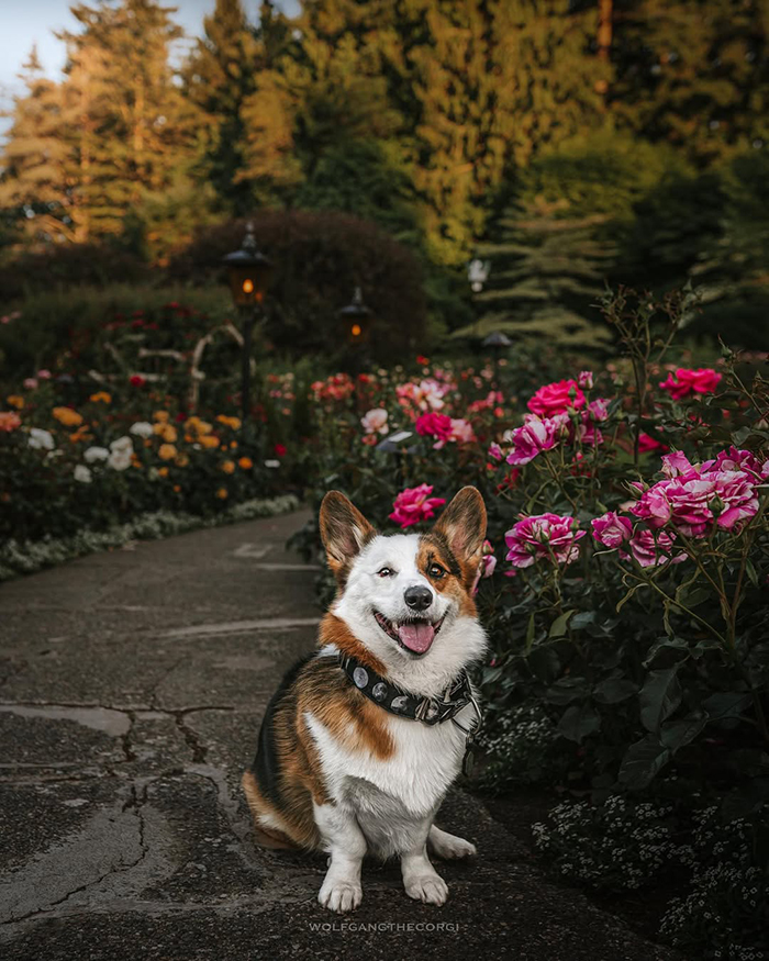 Vườn hồng tại vườn hoa Butchart Canada