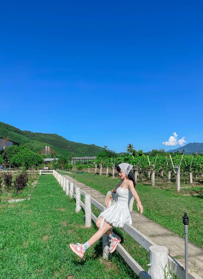 Vườn nho thung lũng Nam Yên 