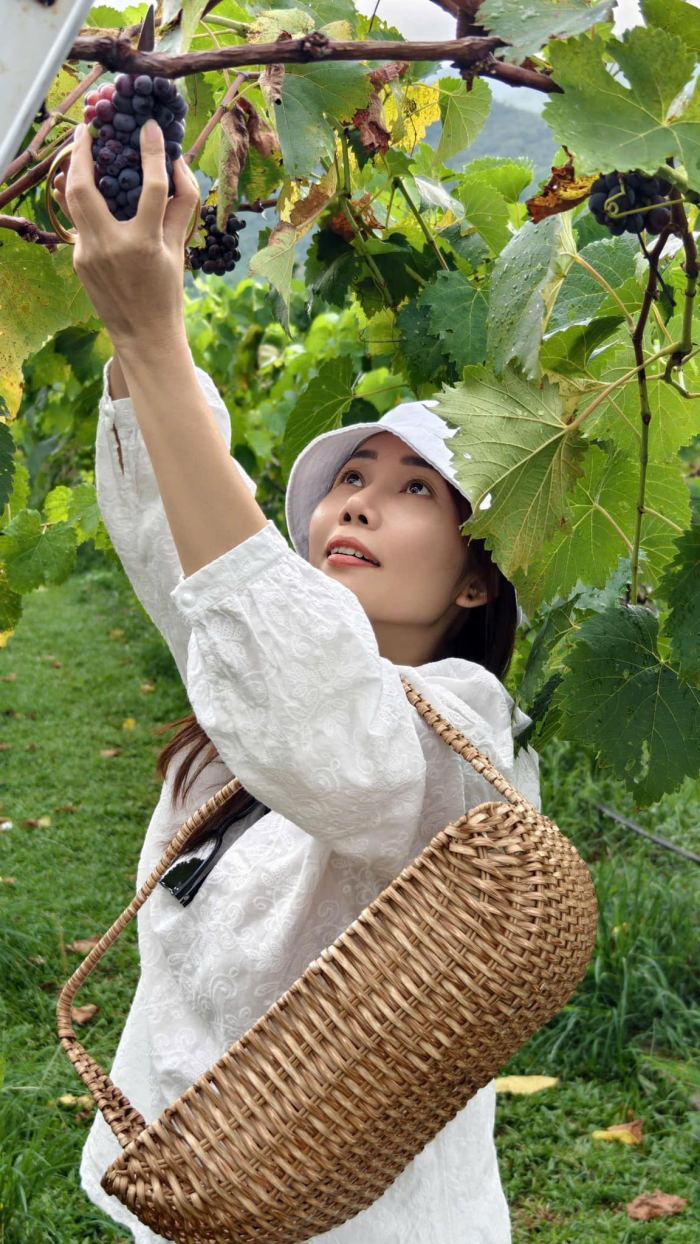 Vườn nho thung lũng Nam Yên 