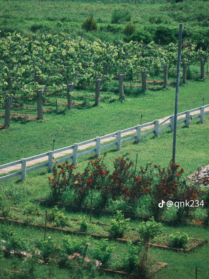 Vườn nho thung lũng Nam Yên 