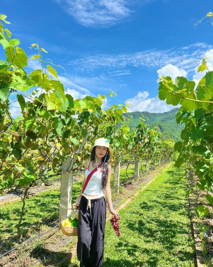 Vườn nho thung lũng Nam Yên 