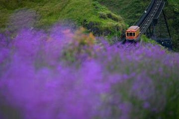 Vườn hoa tím: Nàng thơ lãng mạn giữa núi rừng Sapa