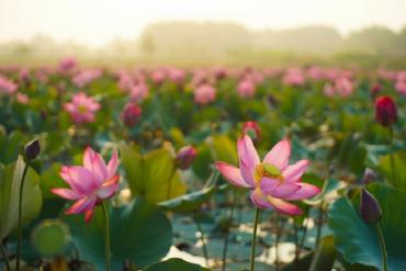 An yên trước cảnh hoàng hôn ở đầm sen