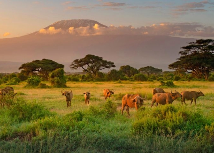 Du lịch Tanzania - Công viên Quốc gia Kilimanjaro còn có nhiều hoạt động du lịch khác