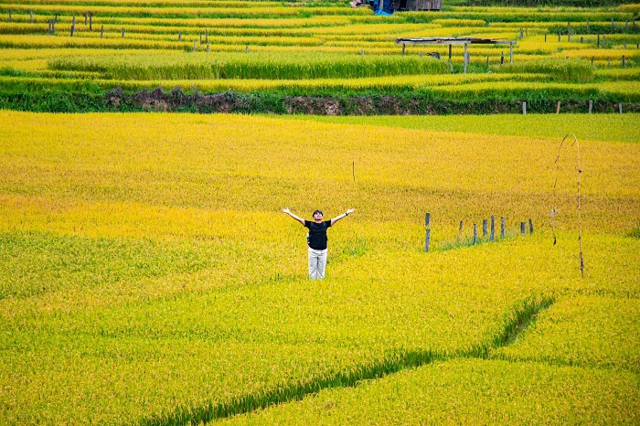 Cảm nhận hương lúa chín tại làng Kon Tu Rằng vào tháng 6