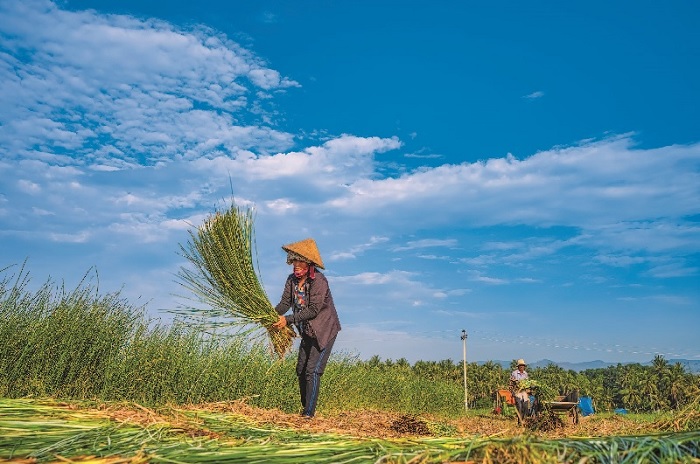 Làng nghề chiếu cói Hoài Châu Bắc nằm tại Thị xã Hoài Nhơn