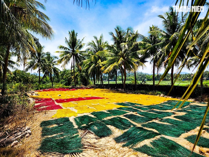 Làng nghề chiếu cói Hoài Châu Bắc phơi khô cói nhiều lần để bền màu