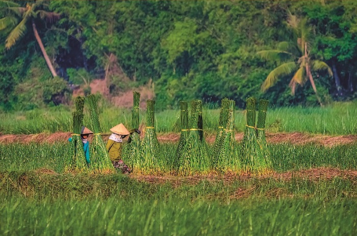 Làng nghề chiếu cói Hoài Châu Bắc đến nay đã tồn tại hơn 300 năm